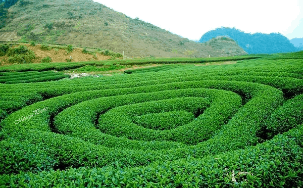 Đồi chè mộc châu