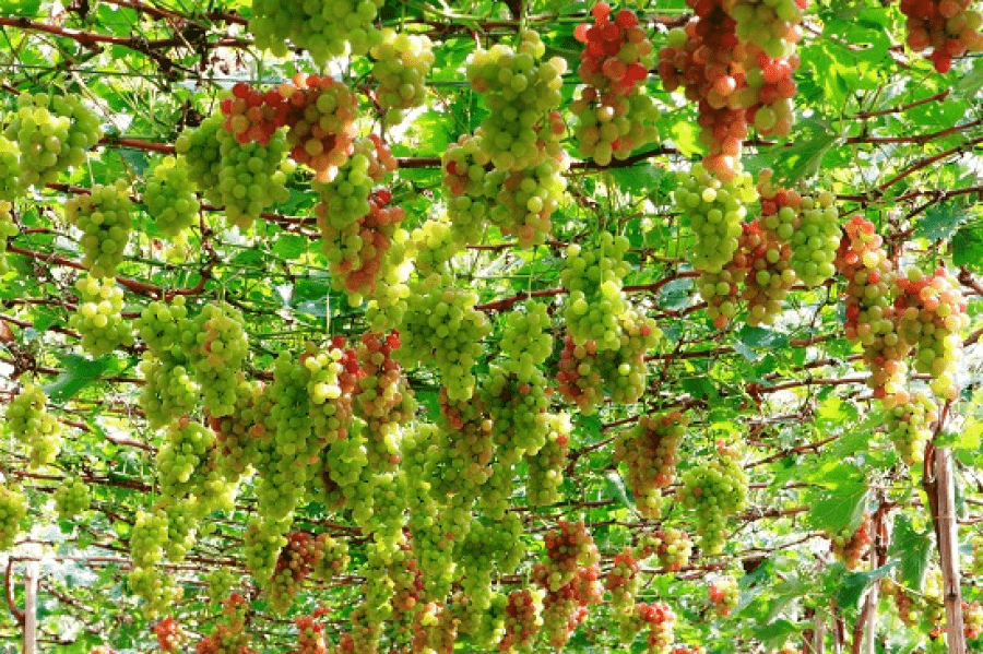 Vườn nho Thái An với những trái nho trĩu quả