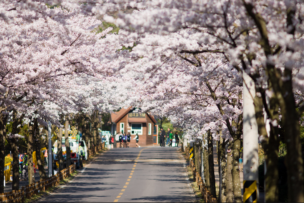 Thời tiết mùa xuân Hàn Quốc rất mát mẻ và dễ chịu,kéo dài khoảng 3 tháng  – 5 tháng hàng năm